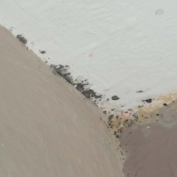Pintura eco antimoho para techos y paredes